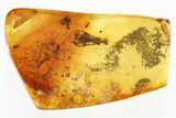 Detailed Fossil Parasitoid Wasp (Braconidae) in Baltic Amber #330612-1